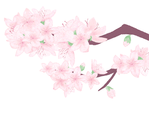 五月樱花季|浪漫樱花飞扬 青春风貌激昂