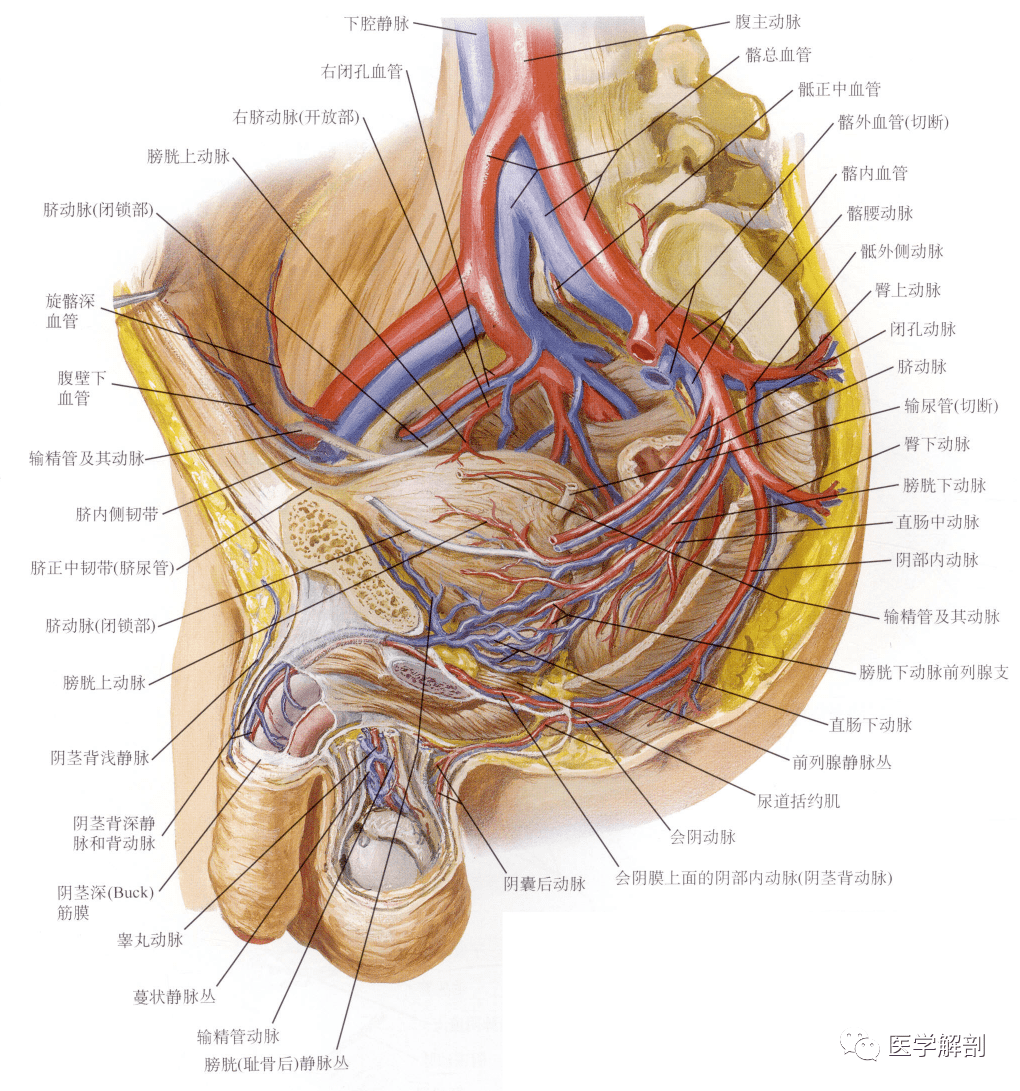 人体解剖学男性生殖器男性外生殖器二