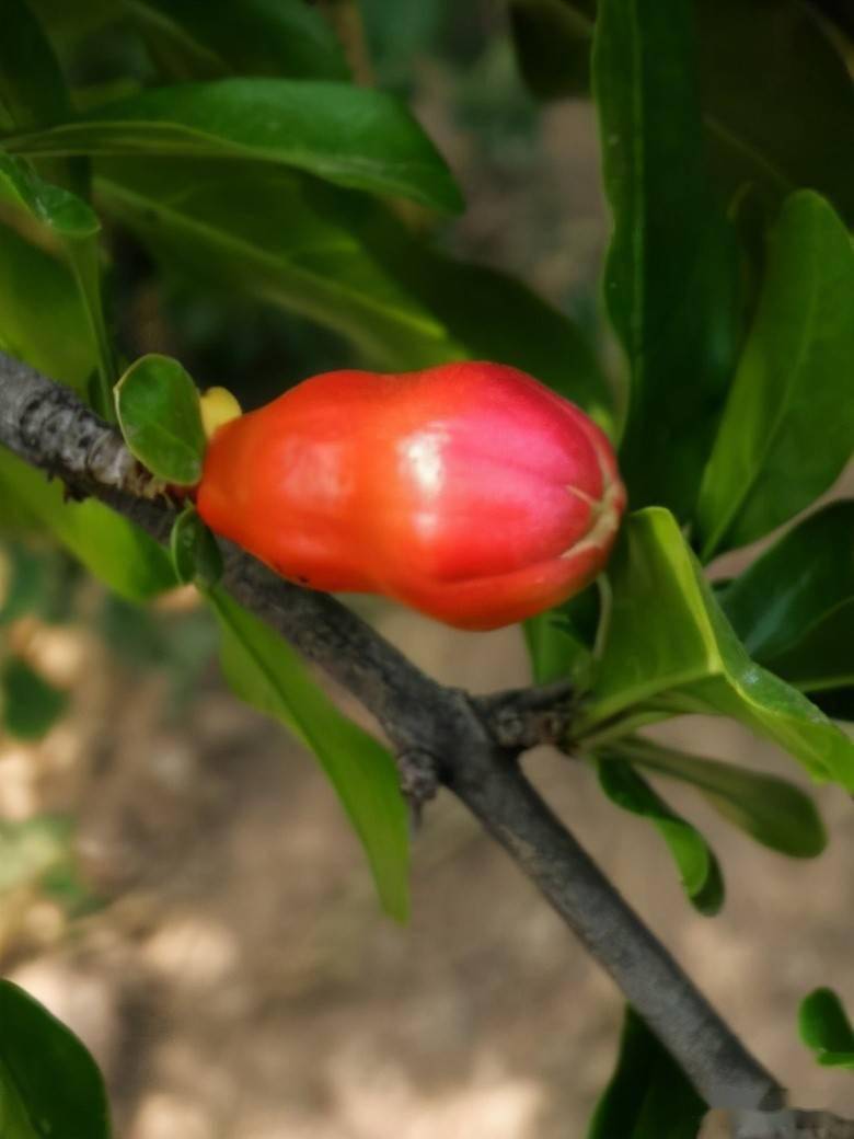 郑州市荥阳软籽石榴夏季的管理技术