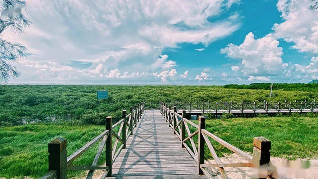 金海湾红树林 生态旅游区