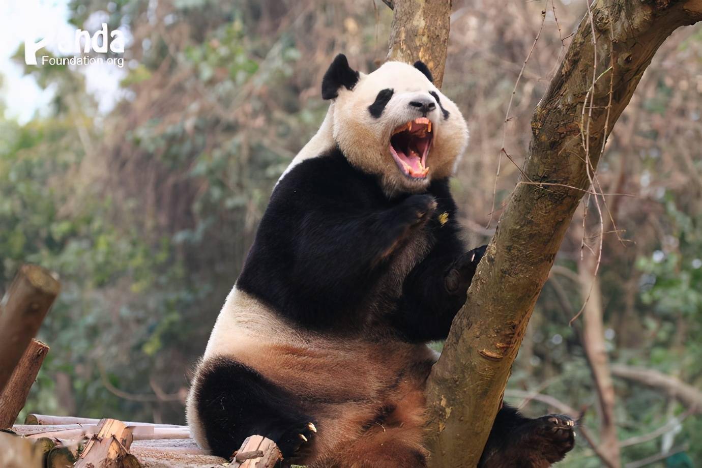 4:啊?有一只大熊猫叫"欺负"?