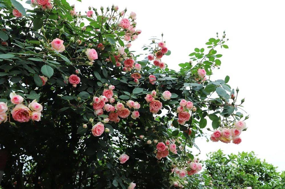 200余种玫瑰花扮靓丹棱的秘密花园大雅小院