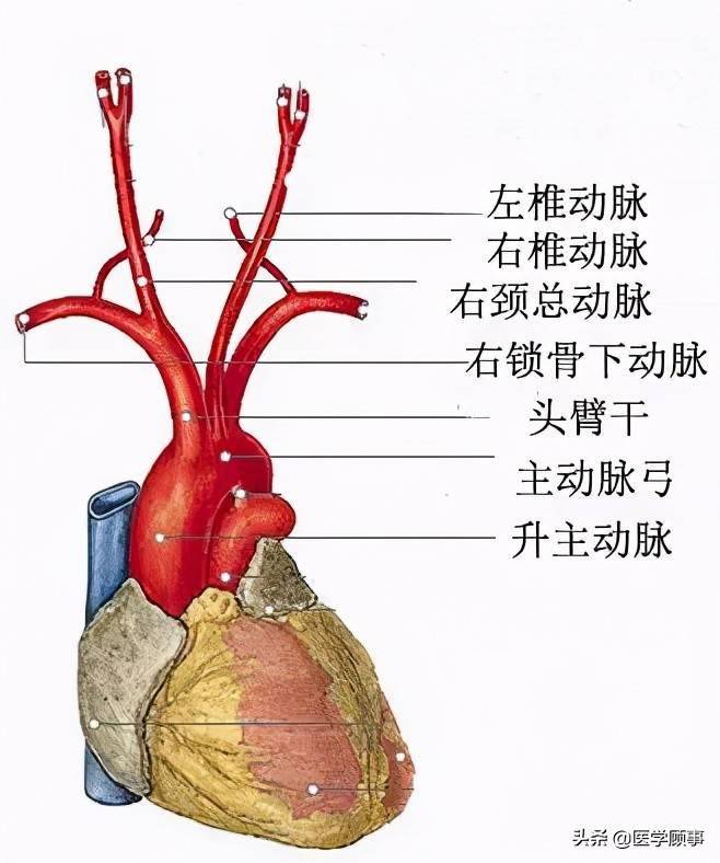主动脉弓解剖示意图