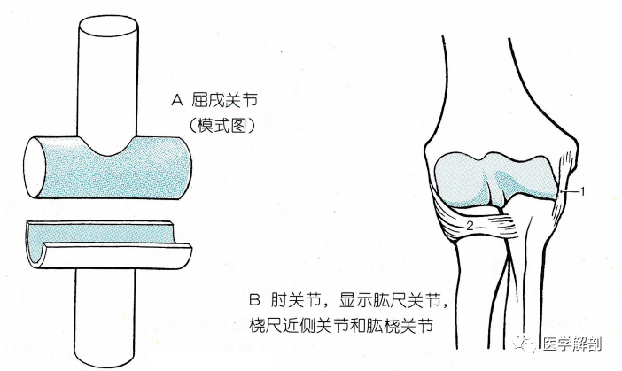 经典解剖:骨连结 | 滑膜关节的类型