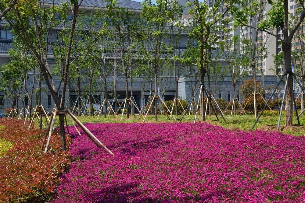 滕州这里再添一座新公园,今年还将新建30处口袋公园和