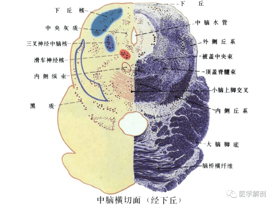 脑干内部超详细功能解剖图不要错过