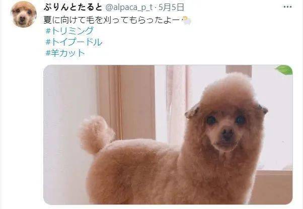 给狗子整了个新造型后,贵宾犬变草泥狗?