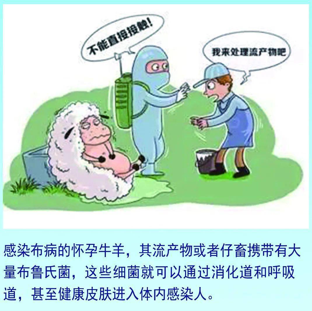 【科普】布鲁氏菌病防控科普知识第一期(蒙汉双语)