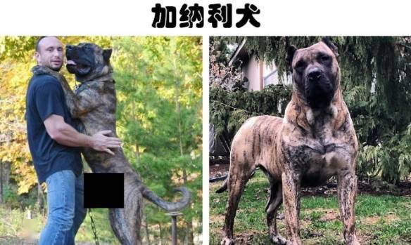 3,加纳利犬土佐斗犬是日本人为了斗狗而培育出来的一种大型犬种,对