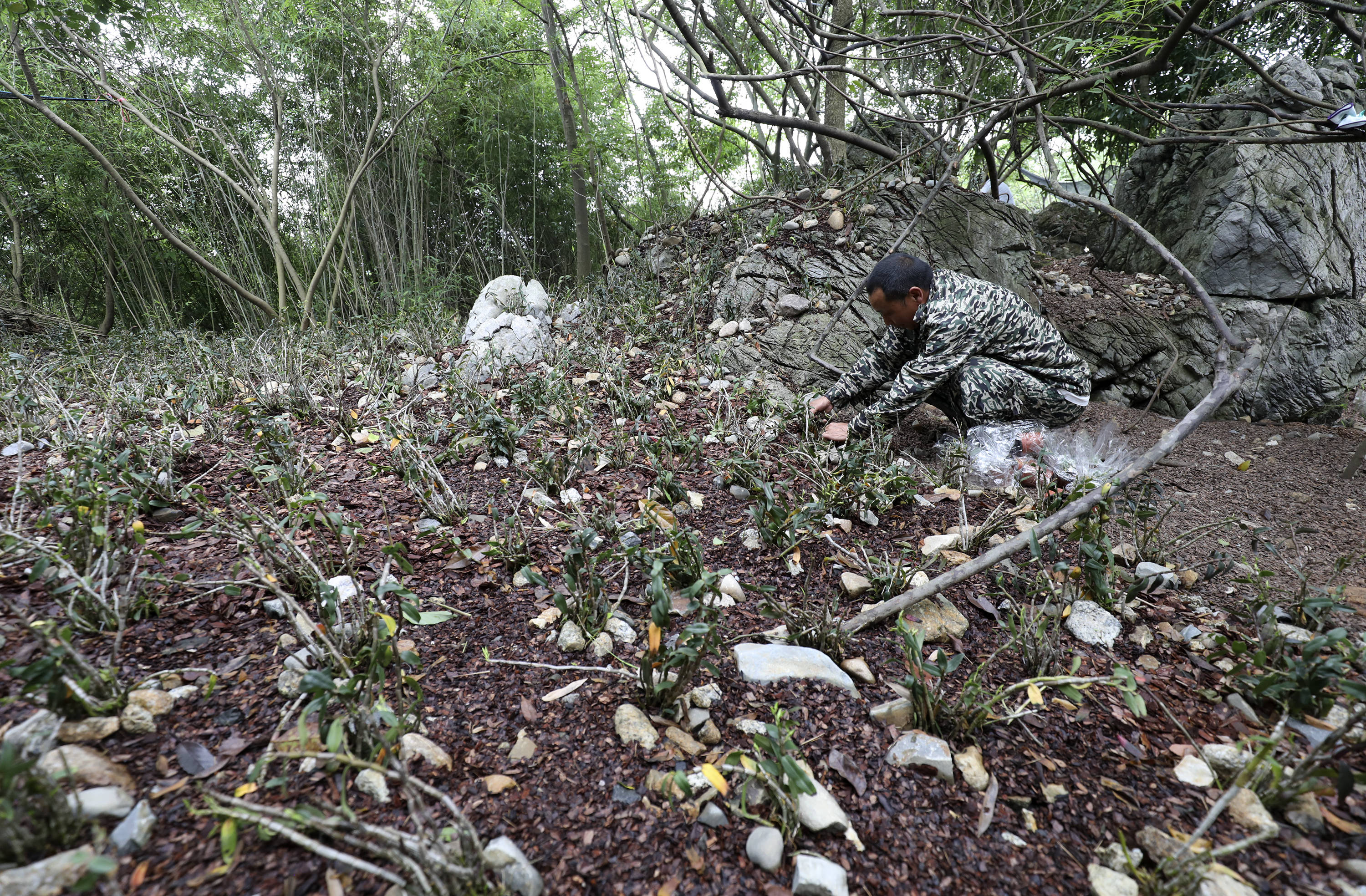 湖南资兴:种植铁皮石斛 助力乡村振兴