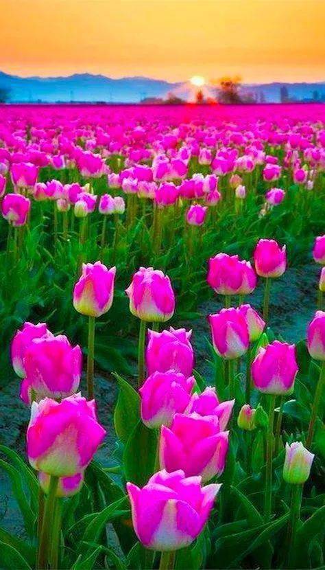 粉色的花花世界