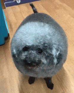 搞笑gif:看到这种生物,我开始慌了.我们用排除法,这不是猪