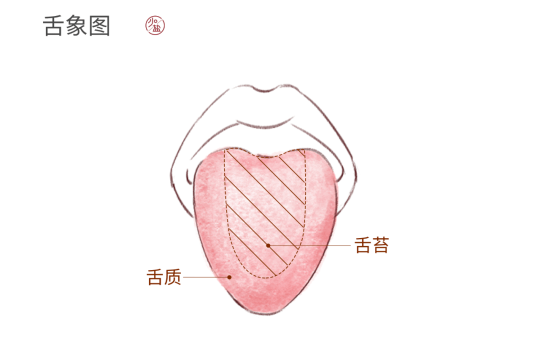 舌质相比舌苔,相对来说会稳定一些,反应的是身体长期的一个状态,也就