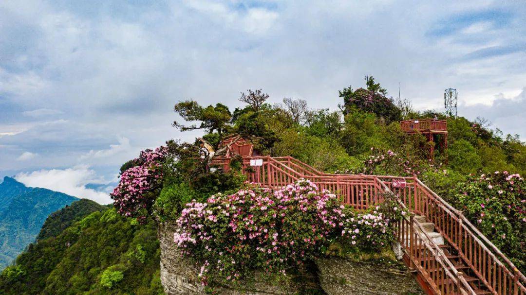 巴中光雾山杜鹃花已进入最佳观赏期!_景区