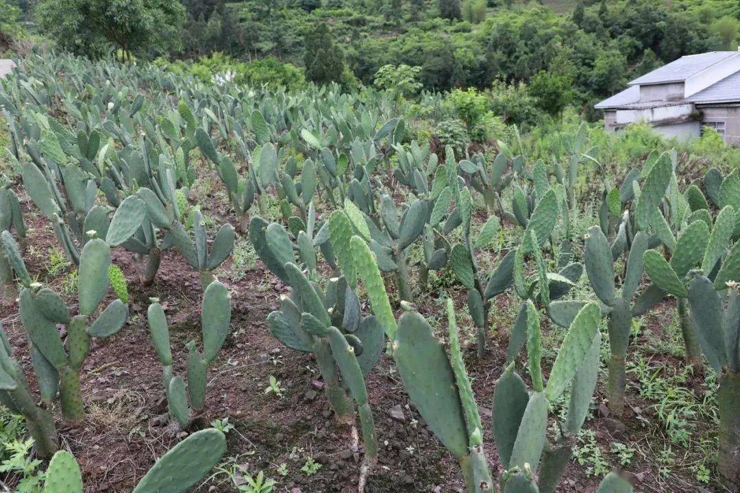 其中的原料来自——遵义市习水县隆兴镇滨江村仙人掌种植基地