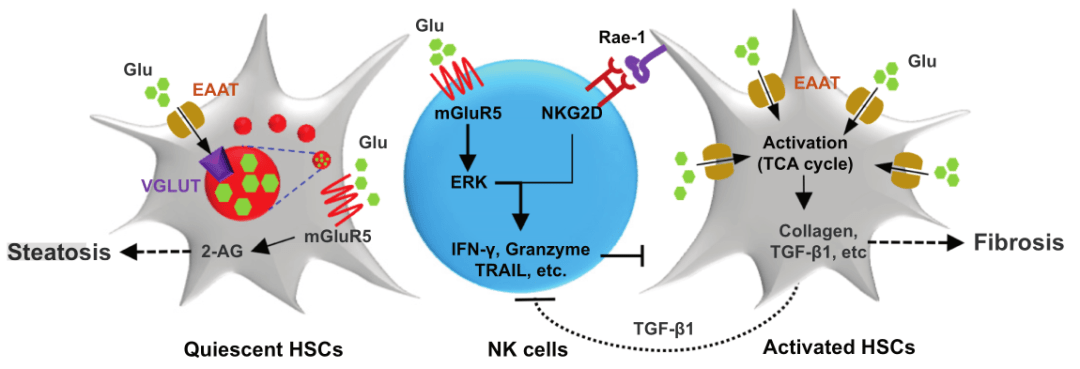 hepatology:自然杀伤细胞中的代谢性谷氨酸受体5通过对活化的星状细胞