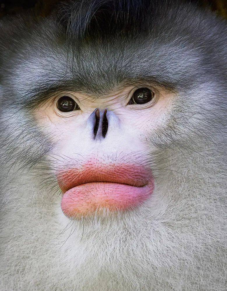 滇金丝猴yunnan snub-nosed monkey