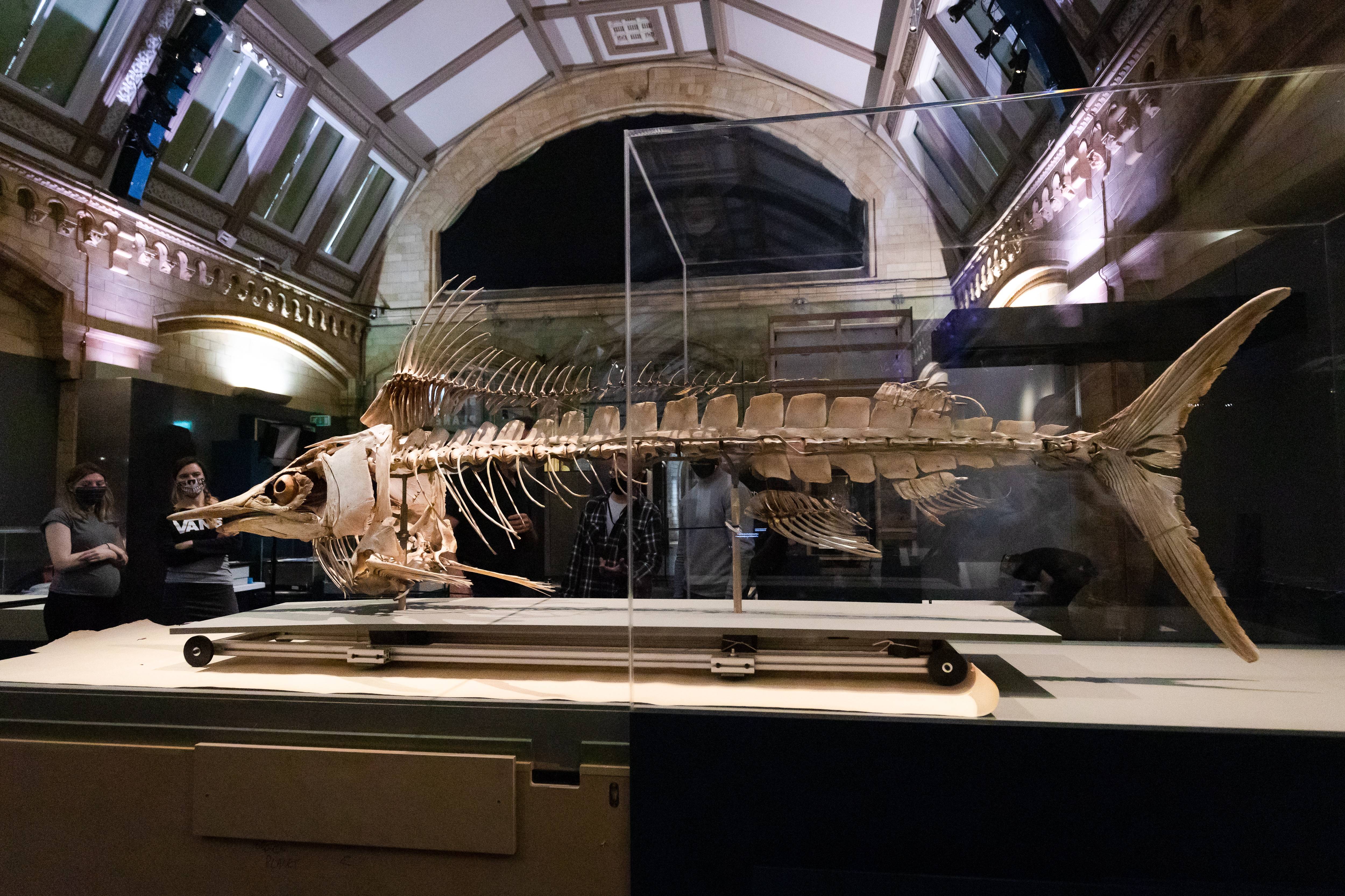 伦敦自然历史博物馆将重新开放