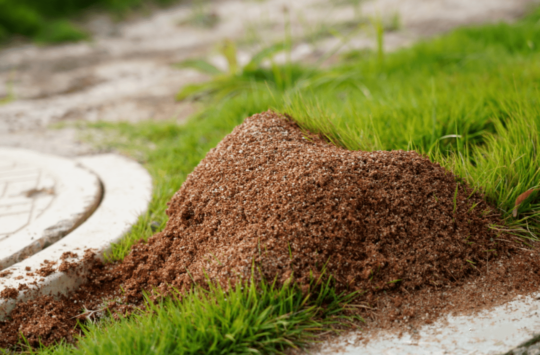 红火蚁繁殖能力强大,一个蚁巢一天可繁衍数十万只蚁,春夏天气反复
