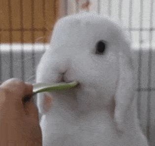 可爱又软萌,谁不喜欢毛茸茸的小兔子呢?