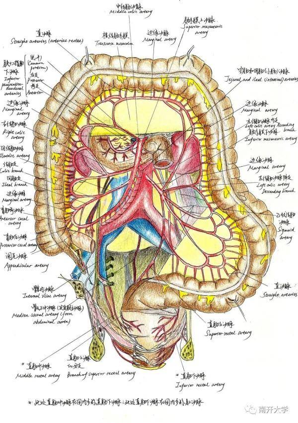 02《大肠的动脉》