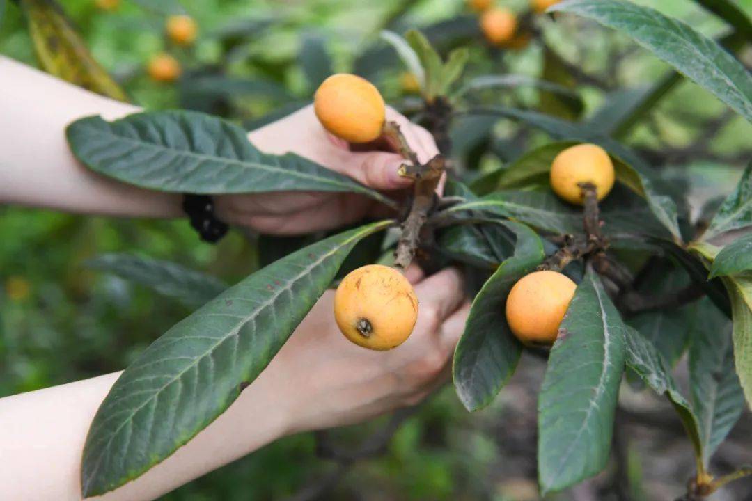 游客在塘栖古镇西苑村的枇杷种植区内采摘枇杷.新华社记者 徐昱 摄