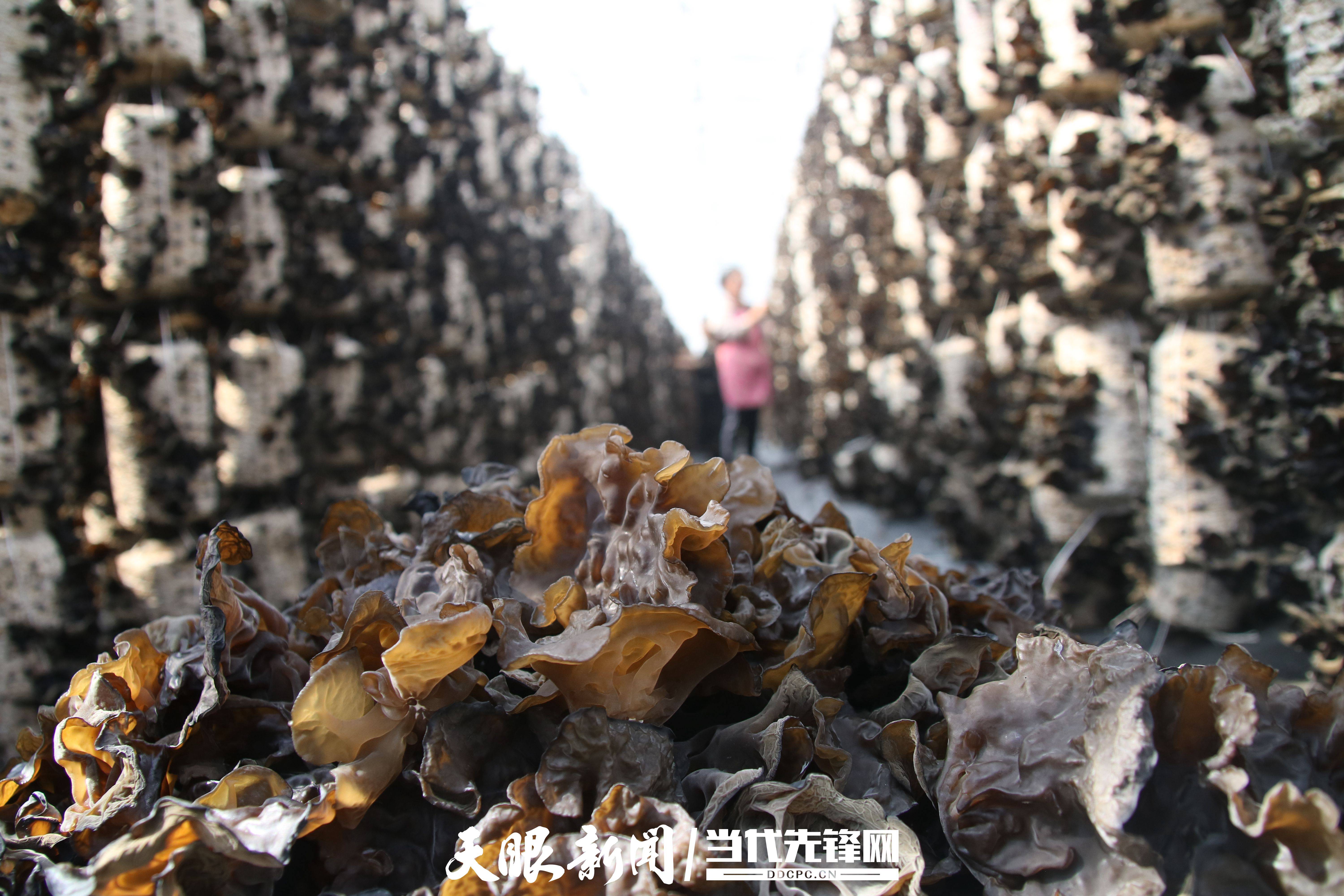 目前,海子社区黑木耳基地有种植大棚100个,晾晒大棚22个,已投产菌棒