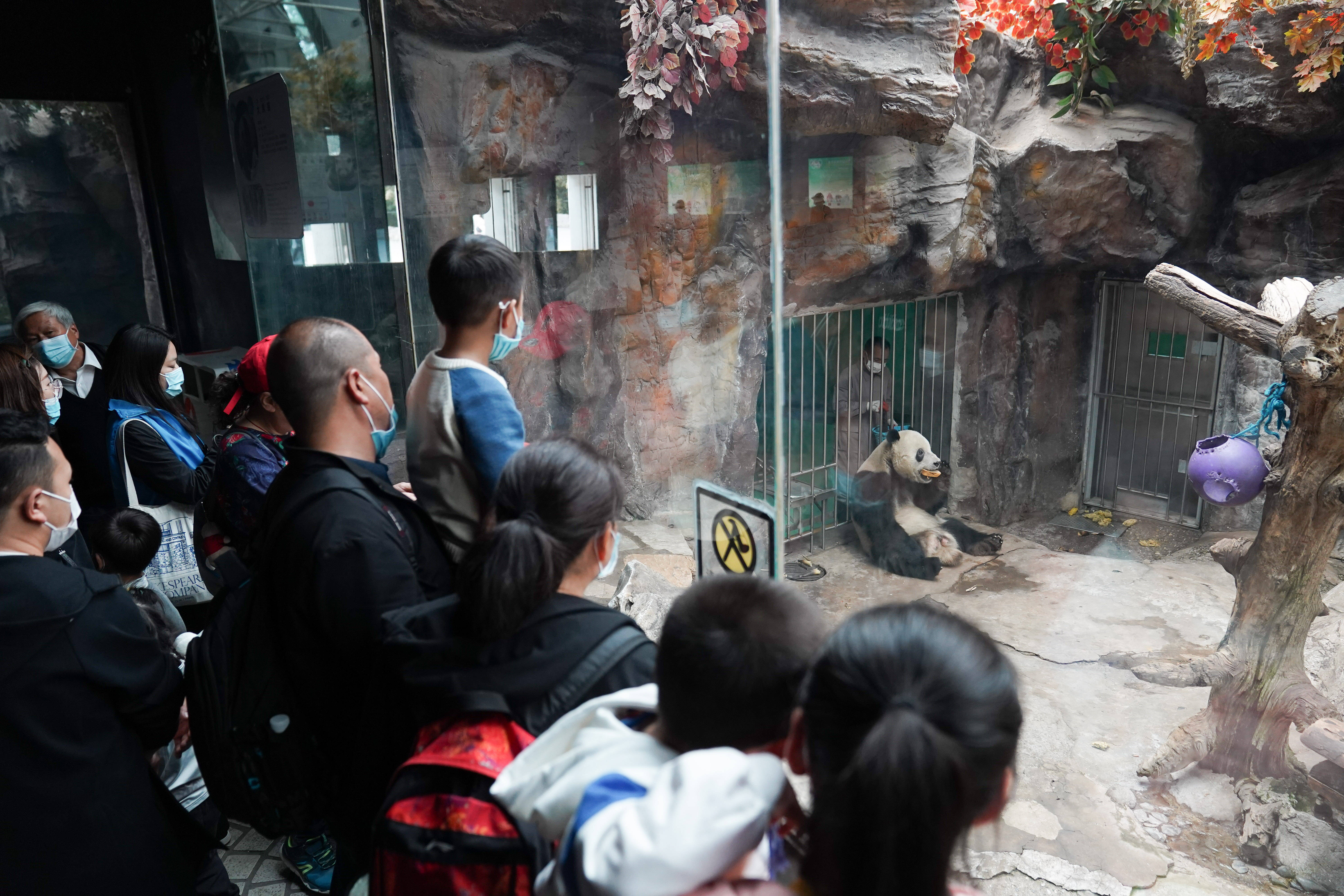 在北京动物园大熊猫馆,参观者在观看大熊猫"萌二"进食(4月21日摄).