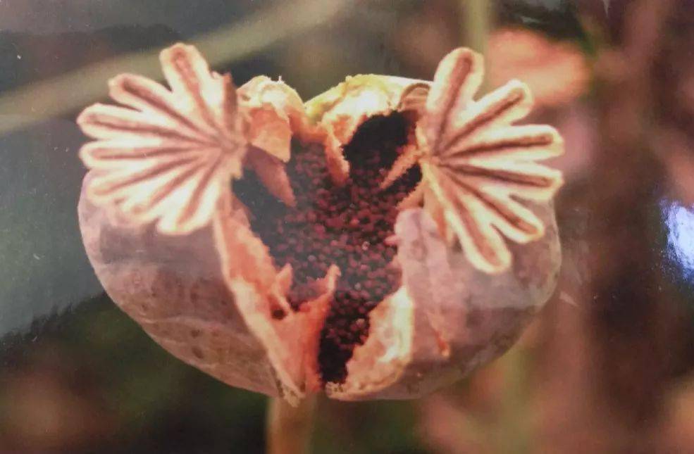 关于禁止非法种植罂粟等毒品原植物的通告