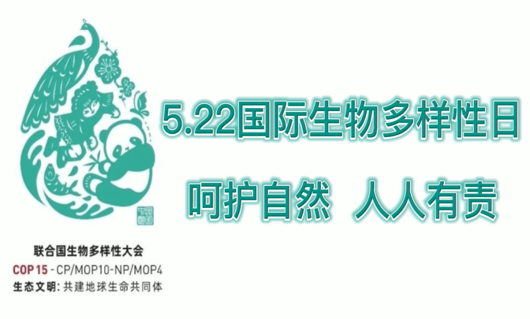 联合国《生物多样性公约》第十五次缔约方大会(cop15)将在云南昆明