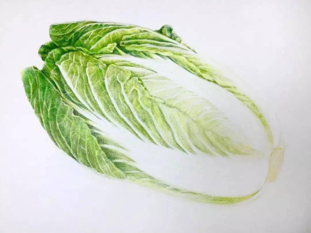 彩铅教程 | 大白菜的画法步骤