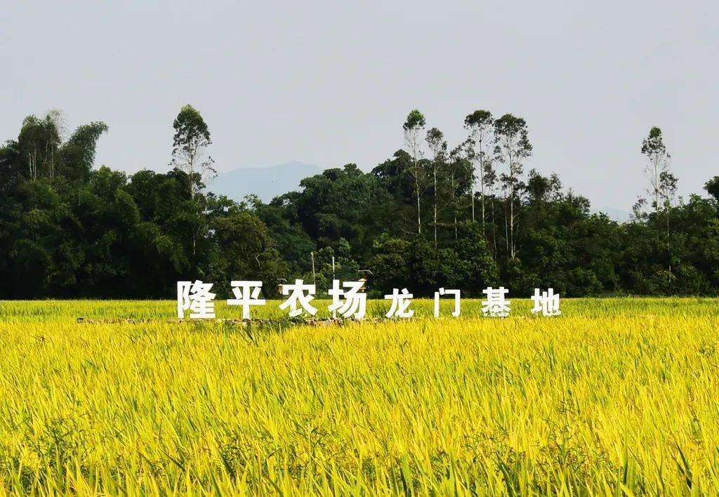 隆平农场龙门基地.惠州日报资料图片.