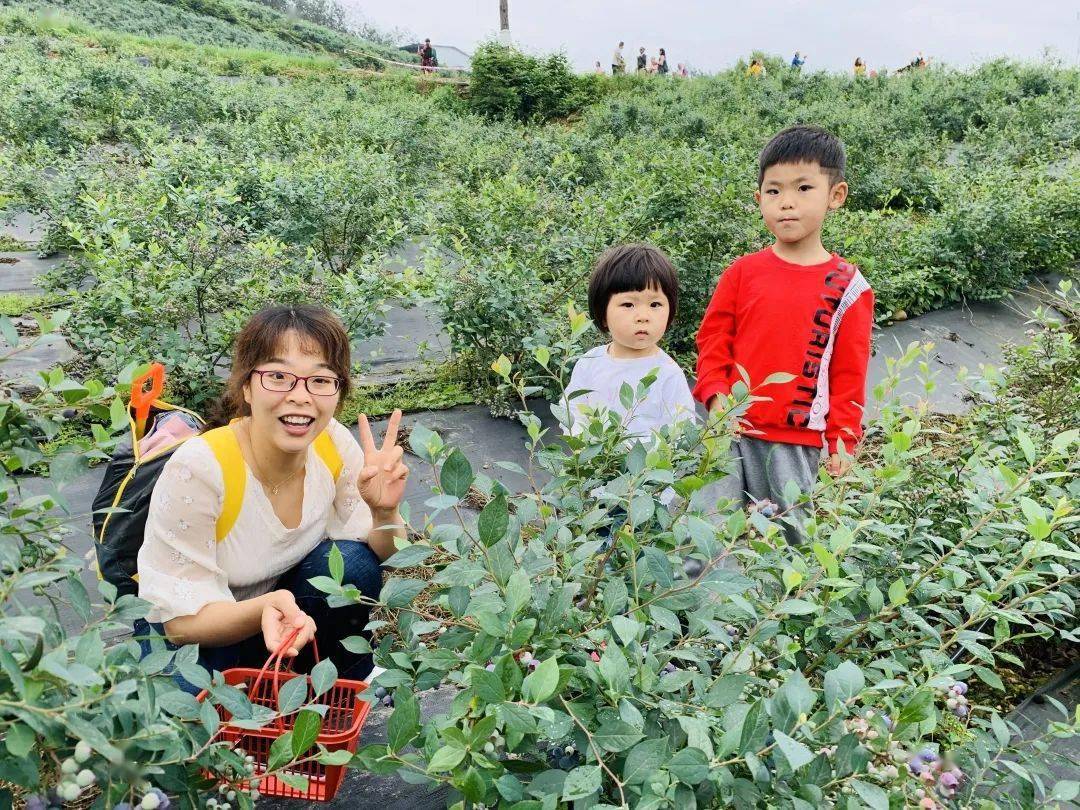 莓好时节蓝果飘香永昌镇首届蓝莓采摘节开幕啦