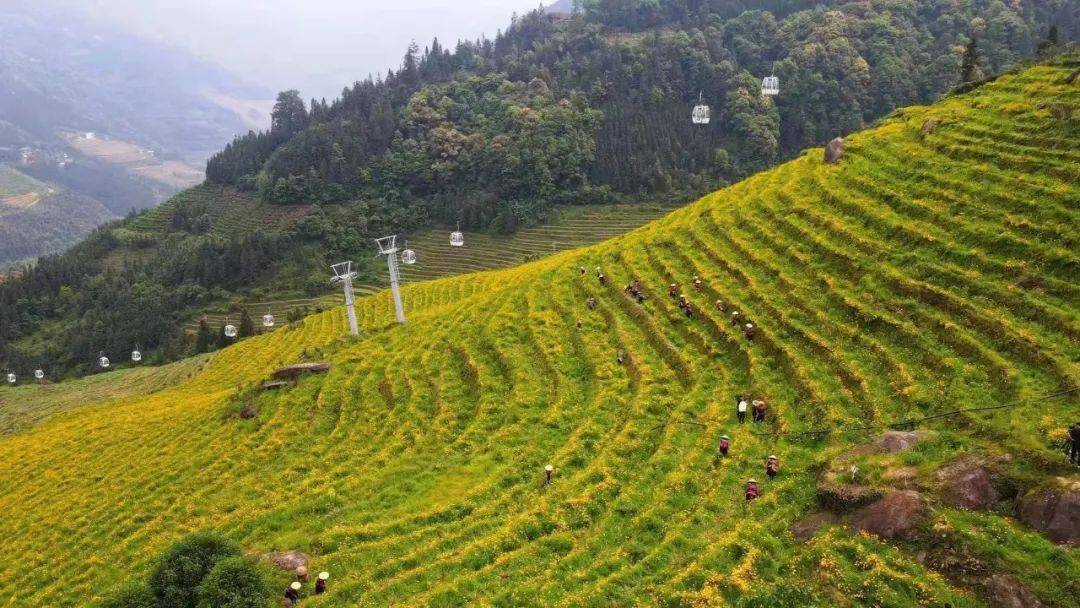 龙胜:5月29/30日 龙胜布尼梯田赏花 加乌瀑布1日游 特价纯玩49元