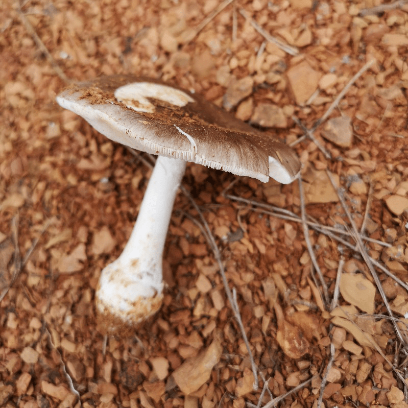 毒蘑菇种类:主要是由含有鹅膏肽毒素的鹅膏菌属,盔孢伞属的一些种类