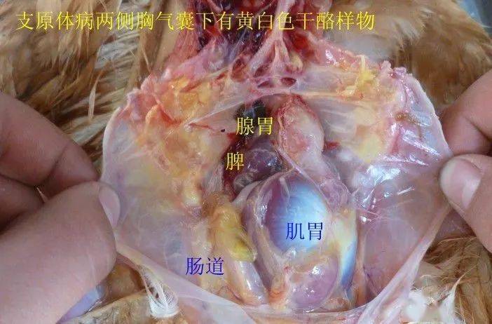 图18,将肝脏取出可以看到脾脏,心脏,肺脏,肌胃,腺胃,肠道.