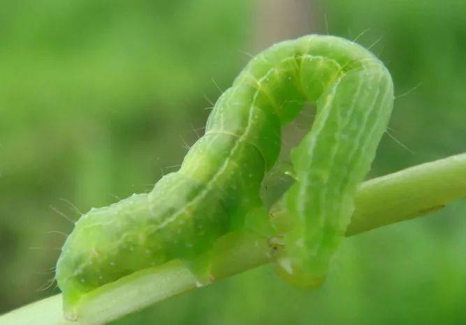 当然,菜虫能卖这么高价并不是炒作成了脱贫致富的宝贝~如今不少人争先