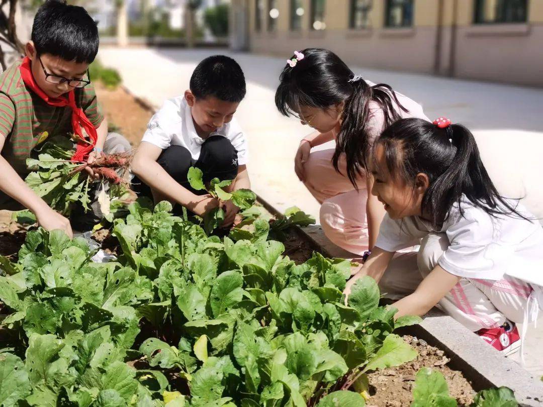 市中小学劳动教育典型案例芝罘区鲁峰小学基于儿童立场的家园劳动课程