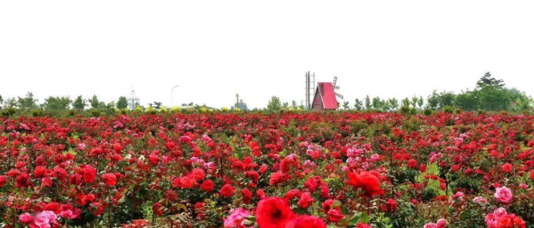 文末有福利即墨玫瑰小镇玫瑰花海旅游节共赴一场浪漫之旅