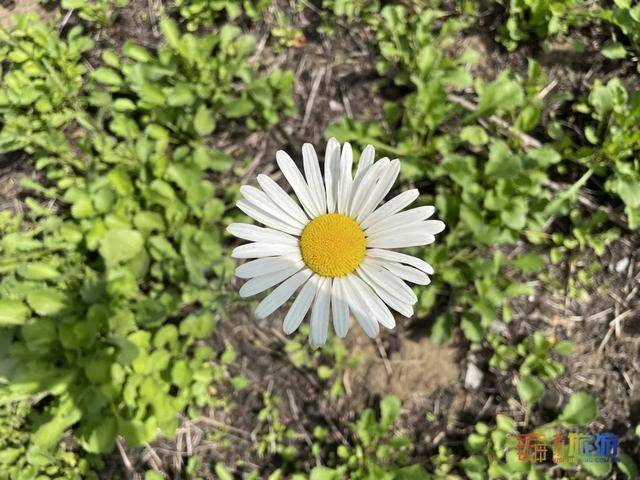 北京亦庄超大规模雏菊花海正在盛花期,五颜六色,颜值爆表!