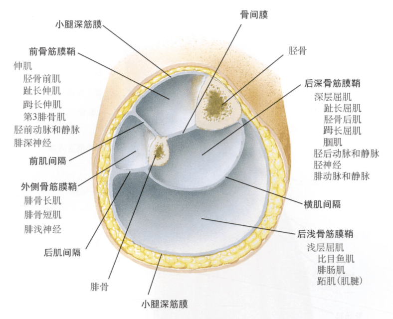 图1:小腿横断面解剖(图片来源:奈特人体解剖学)