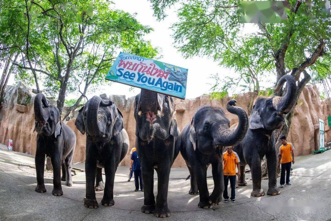 泰国动物园里多才多艺的大象