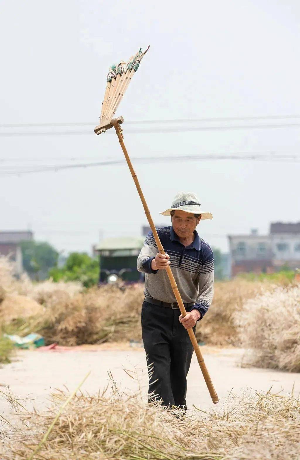 又到"双抢"季节,回味乡村里打梿枷的声音……_油菜籽