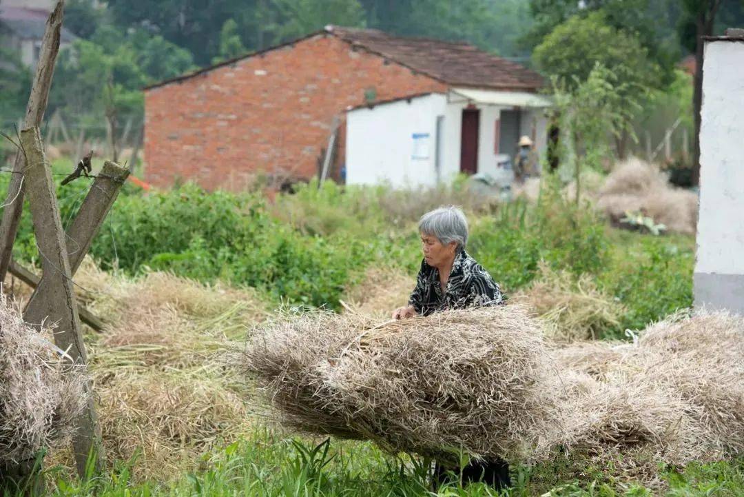 油菜秸抱回家烧锅.