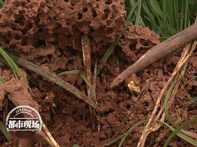 南昌县农业农村局植保植检站站长 刘方义:普通蚂蚁的蚁巢它有一个