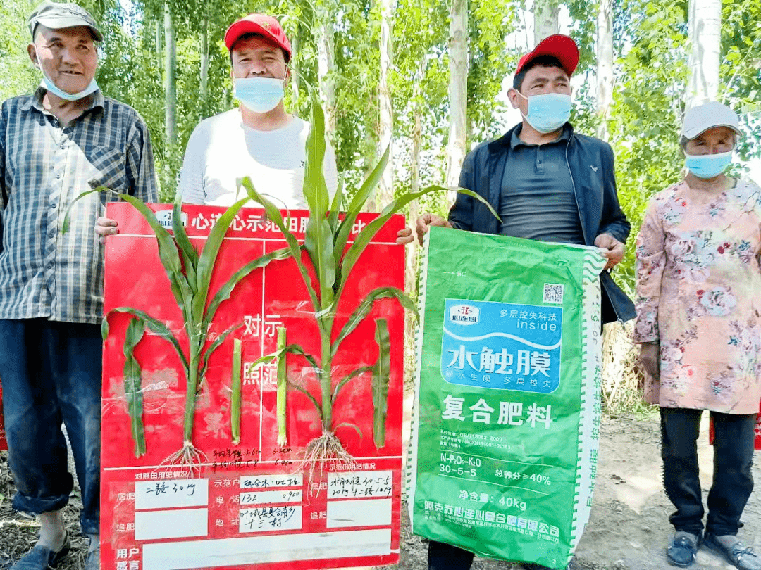 大家看一下使用心连心水触膜复合肥的肥效吧!