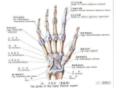 (三)桡腕关节韧带 起止点的精细解剖