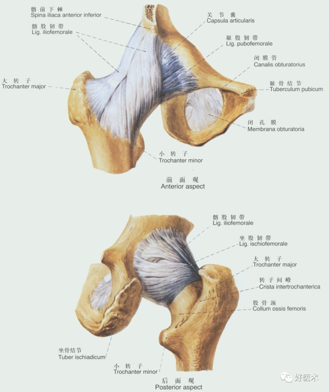 (1)髂股韧带:长而坚韧,呈倒置的"v"字形,位于关节囊的前面.