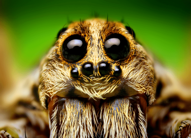被一只蜘蛛八只眼睛盯上想想就很可怕