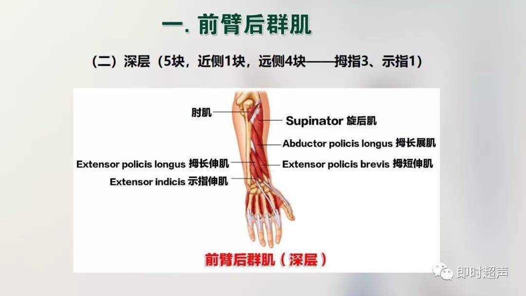 经典珍藏版70张超详细上肢解剖图示注解